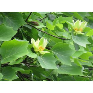 Ľaliovník tulipánokvetý (Liriodendron tulipifera) ´TULIPANOVEC´ - výška 280-300 cm, obvod kmeňa 6/8 cm, kont. C18L 